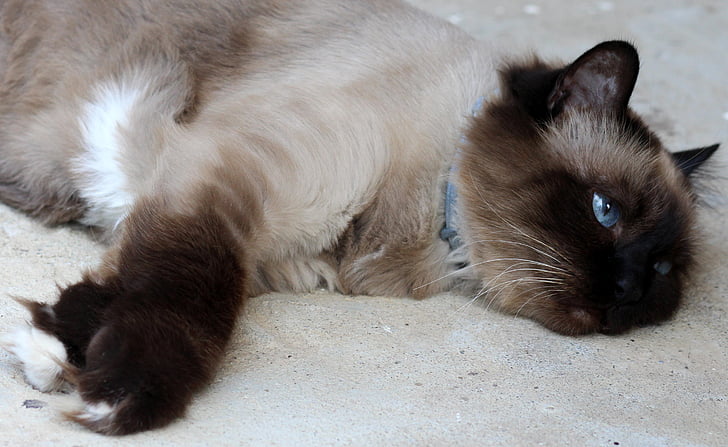 mačka, barmskej, unavený, lenivý