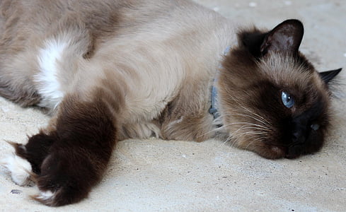 γάτα, Βιρμανίας, κουρασμένος, τεμπέλης
