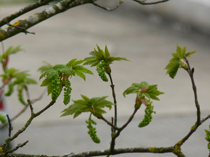 bloom, tree, spring