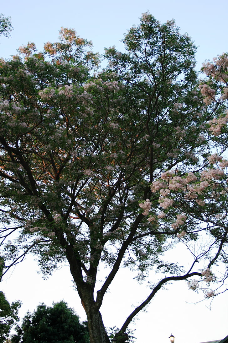 δέντρα, ψηλός, ανθισμένα, λουλούδια, συσσωμάτωμα, λευκό, αρωματικά