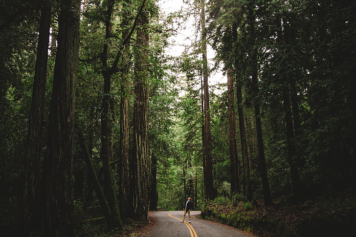 hombre, pie, carretera, al lado de, bosque, árbol, madera