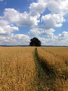 Кукурудза, поле, хмари, дерево, кукурудзяне поле, Сільське господарство, кадрування