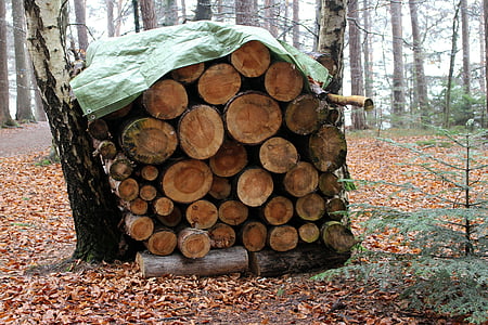 森林, 自然, 木材, 木柴, holzstapel, 堆栈, 像