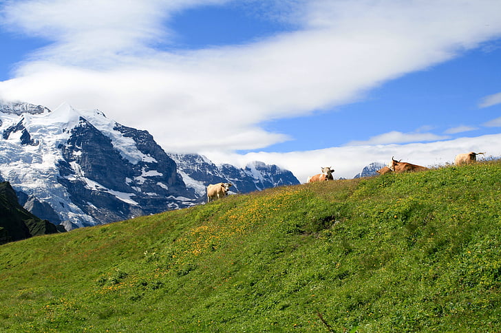 mountain, switzerland, cows, summer, nature, swiss, landscape