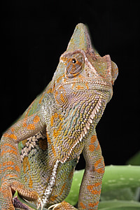 chameleonas, makro, Portretas, detalus vaizdas, išsami informacija, Jemeno chameleonas, užmaskuota chameleonas