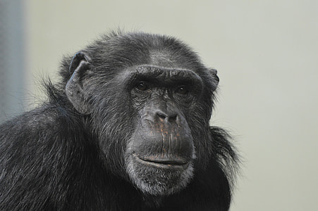 monkey, animals, chimpanzee, zoo, think, animal, wildlife