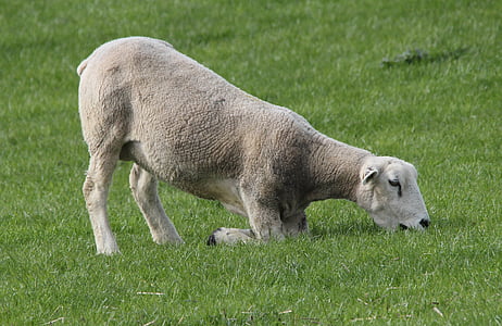 con cừu, deichschaf, ăn cỏ, đầu gối, động vật, động vật có vú, động vật có vú