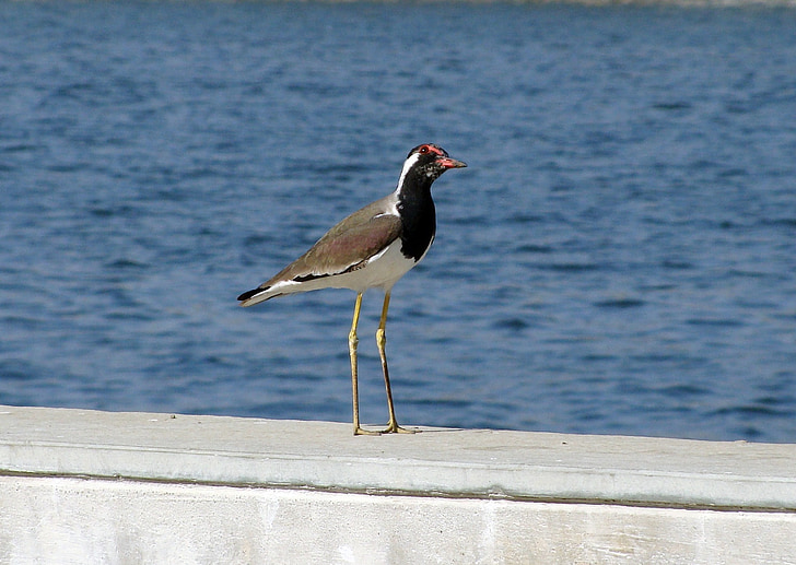 oiseau, Riverfront, Front de mer, eau, Vanneau, redwattled, aviaire