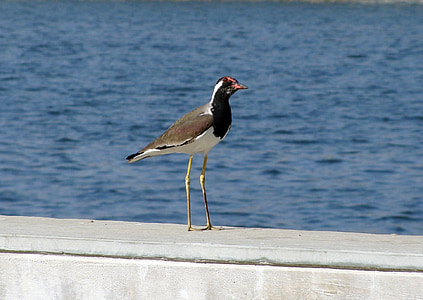 ptica, Riverfront, Waterfront, vode, lapwing, redwattled, ptičje