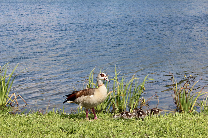 duck, chicks, baby, young, protect, vigilant, cute
