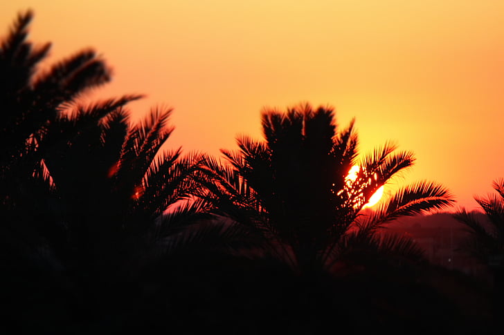 trees, sunset, orange, nature, iraq, date palm