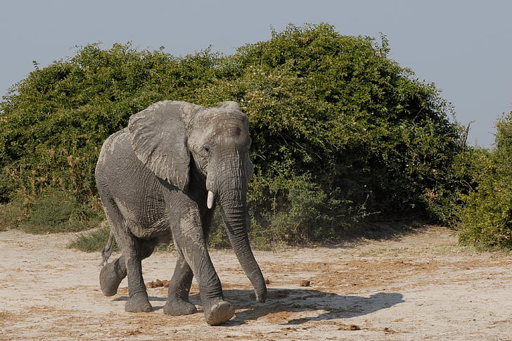 dramblys, savuti, Botsvana, Afrika, Laukiniai gyvūnai, Gamta, Safari gyvūnai