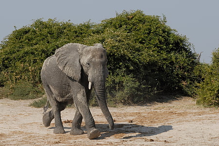 ช้าง, savuti, บอตสวานา, แอฟริกา, สัตว์ป่า, ธรรมชาติ, เหล่าสัตว์ป่าซาฟารี
