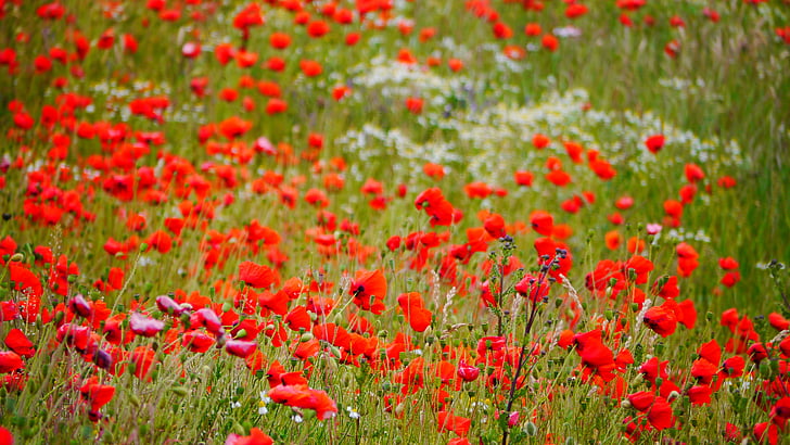 Rosella, camp de roselles, Rosella vermella, flors, flor punxegut, Prat d'estiu, vermell