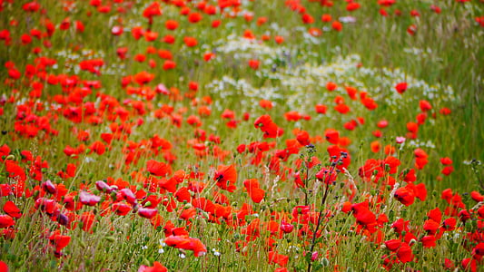 Poppy, bidang poppies, poppy merah, bunga, menunjuk bunga, rumput musim panas, merah