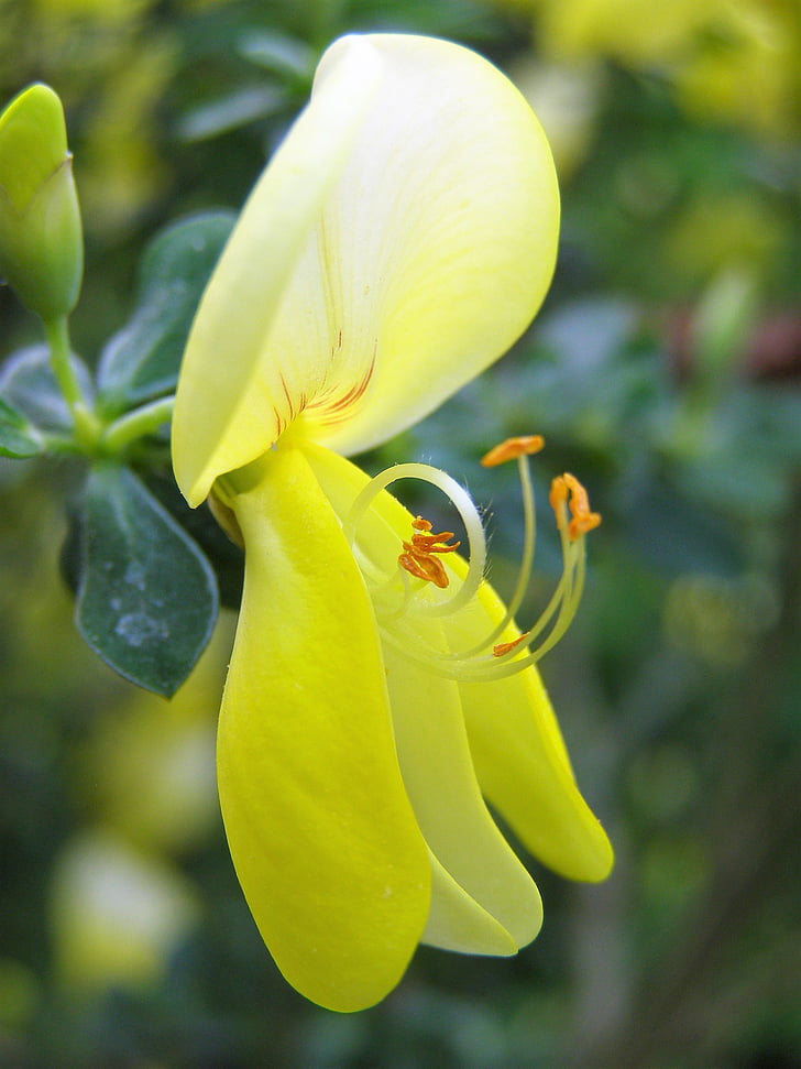 yellow flower, flower, nature, plant, public record, yellow, close-up