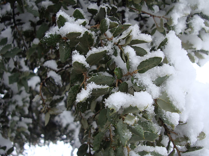 Inverno, neve, natureza, árvore