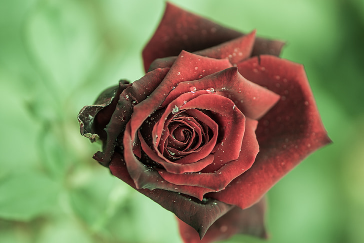 τριαντάφυλλο, κόκκινο, λουλούδι, σκούρο, Κλείστε, αυξήθηκε ανθίζουν, δροσιά