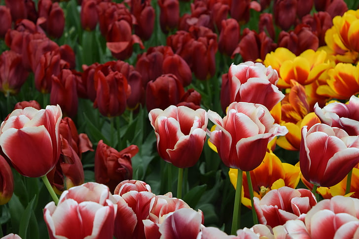 Tulipa, tulipas, vermelho, -de-rosa, amarelo, flores, Holanda