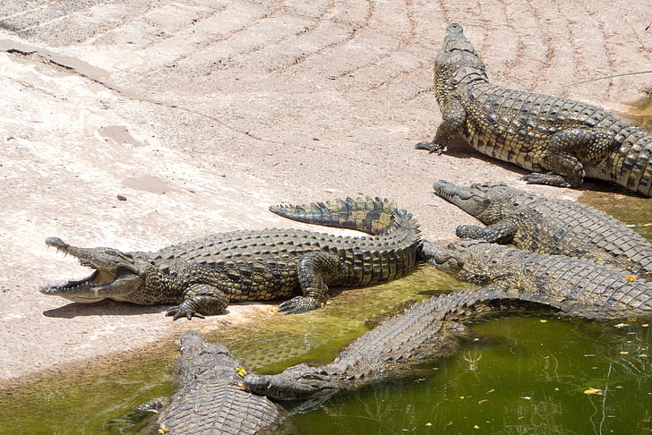 crocodiles, reptile, bank