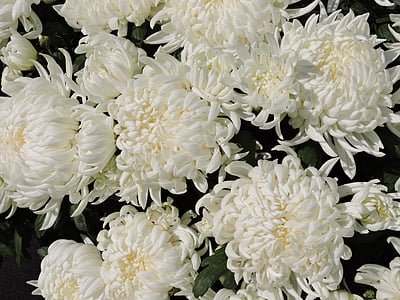 chryzantémy, květ, bílá, Bloom, čistota