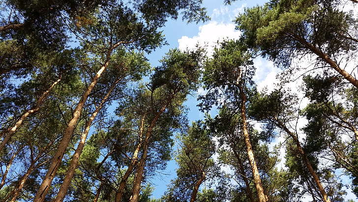 forest, wood, tree, nature, landscape
