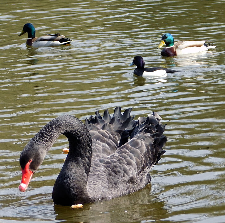 swan, black swan, ducks, waterfowl, schwimmvogel, lake, pond
