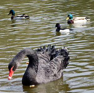 Swan, svart svan, ankor, sjöfåglar, schwimmvogel, sjön, dammen