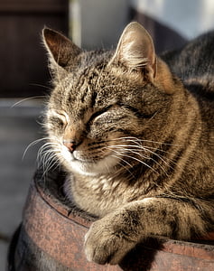 gato, Tomcat, mamífero, animal de estimação, descanso, a dormir, retrato de gato