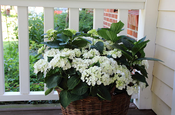 hortensia, balcon, panier, fleur, bouquet, décoration, nature