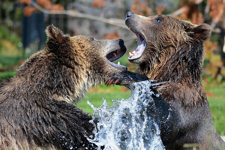 grizzly, medvede, prehrávanie, zápasenie, Grizzlies, medveď, zábava