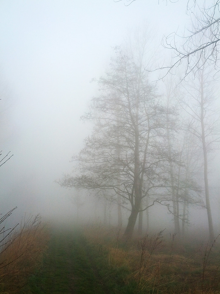 nebbia, natura, paesaggio