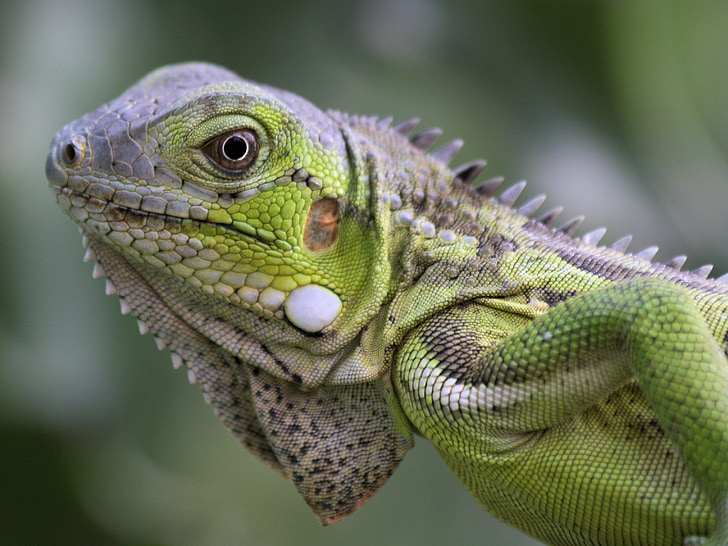Iguana, Reptile, Bonaire, natur, dyret, De nederlandske Antillene, grønn