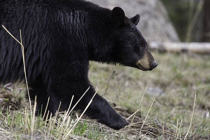 Gấu đen, đi bộ, động vật hoang dã, Thiên nhiên, lớn, lông thú, môi trường sống