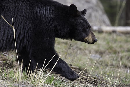 beruang hitam, berjalan, satwa liar, alam, besar, bulu, habitat