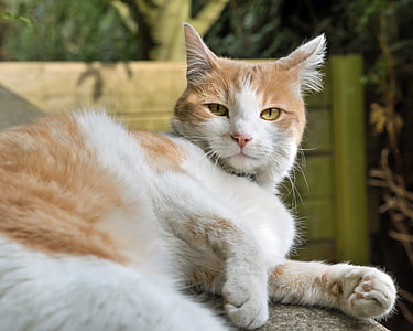pisica, minciuna, priveşte, alb şi roşu, pisici domestice, animale de companie, animale