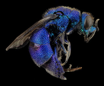 Cuckoo tawon, makro, dipasang, biru metalik, chrysidid tawon, sayap, serangga