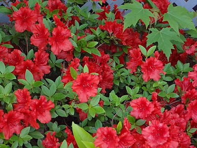 червени цветя, цвете, червено цвете, цветя, червен, флора