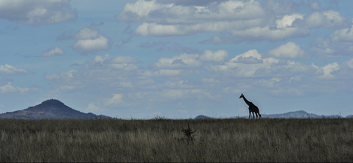 Serengeti, skyline, Giraffe, landschap, Plains, grasland, Afrika