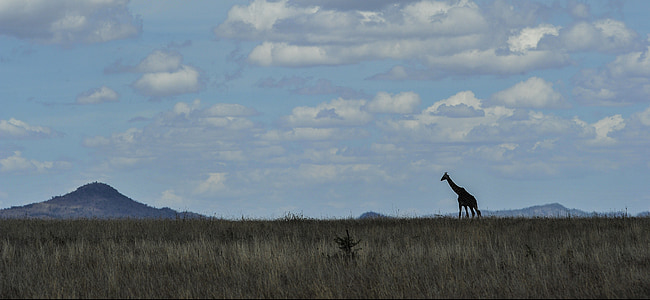 Serengeti, linha do horizonte, girafa, paisagem, planícies, campos de gramíneas, África