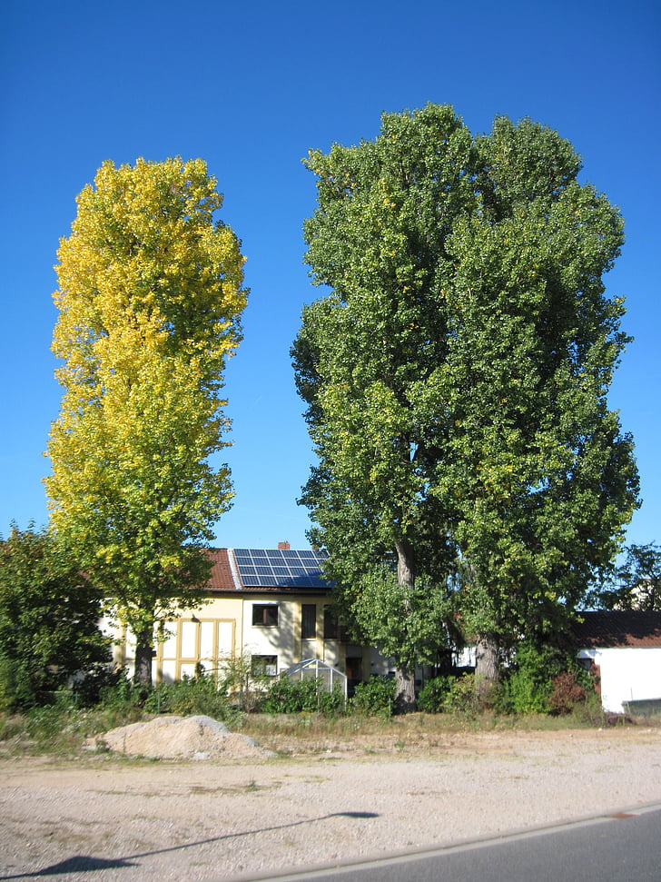 poplars, autumn, leaves