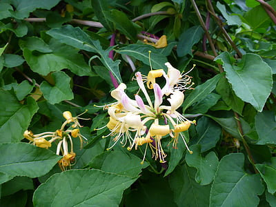 madreselva, flor, floración, geissblattgewaechs, bígaro, amarillo, se entrelazan plantas