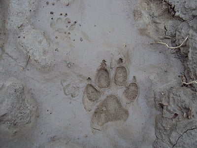 voetafdruk, hond, modder, oppervlak, achtergronden, natuur