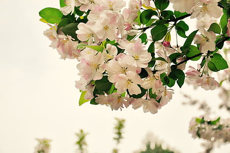 Begonia, pavasarį, gėlė