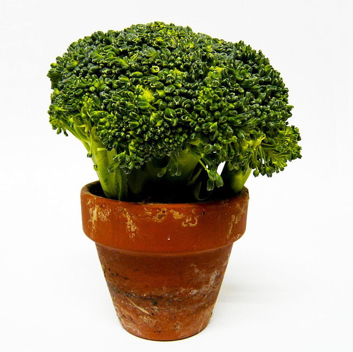 broccolo, vegetale, verde, pot di fiore, cibo, sano, fresco