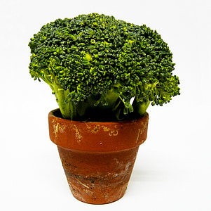 brócolis, vegetal, verde, vaso de flor, comida, saudável, fresco