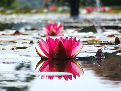 water lilly, pond, pink, water, flower, lily, nature