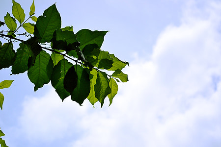 잎, 푸른 하늘, 스카이, 식물, 자연, 선샤인, 태양 빛