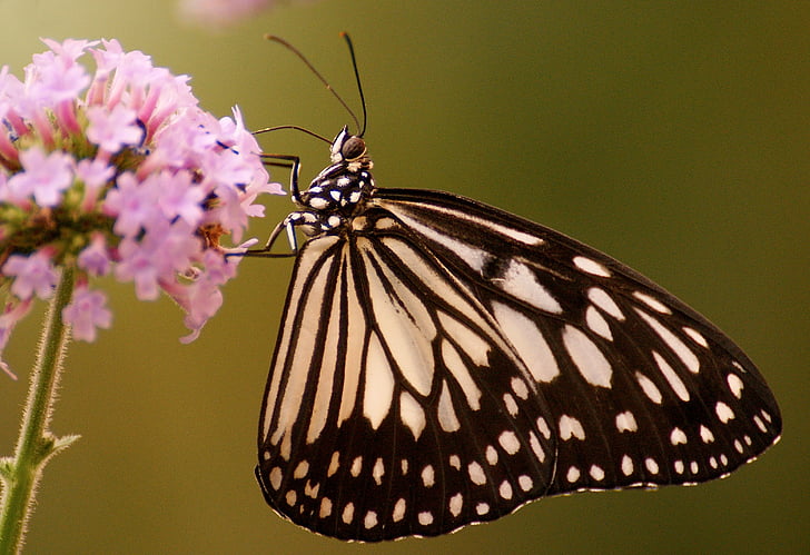 пеперуда, цвете, екзотични, насекоми, затвори, природата, пеперуда - насекоми