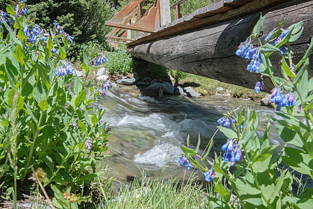 stream, spring, water, outdoor, flower, day, plant